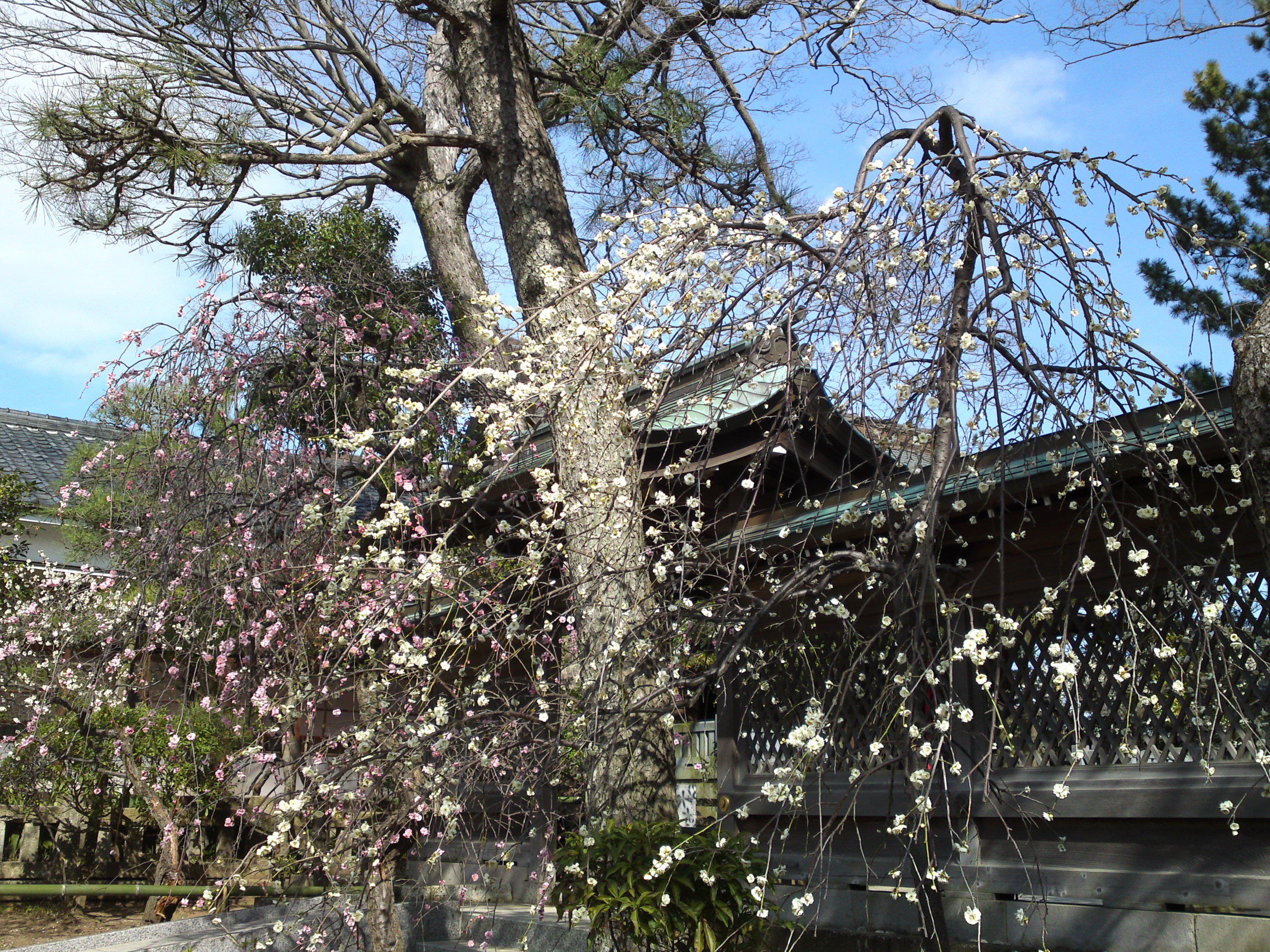 2016年早春梅の花咲く白幡天神社の写真２８