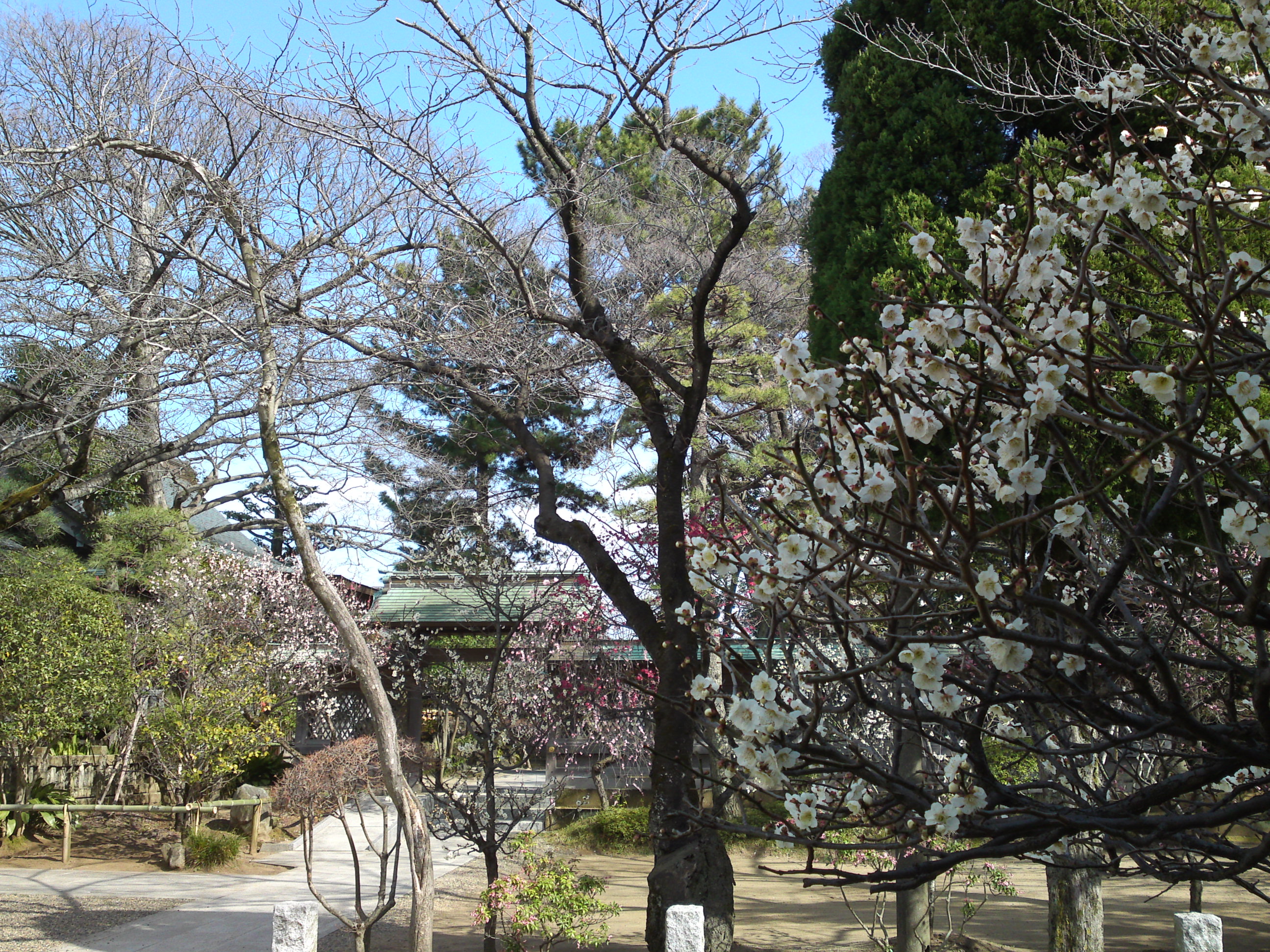 2016年早春梅の花咲く白幡天神社の写真２９