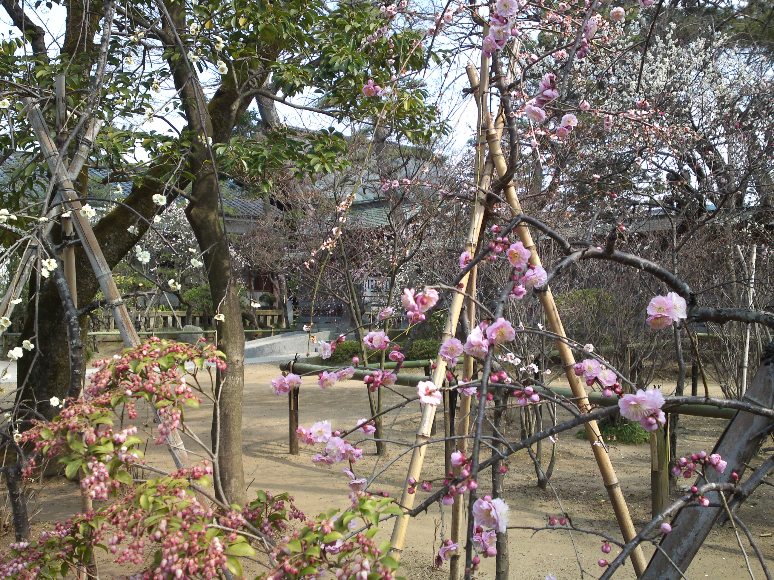 2016年早春梅の花咲く白幡天神社の写真３０
