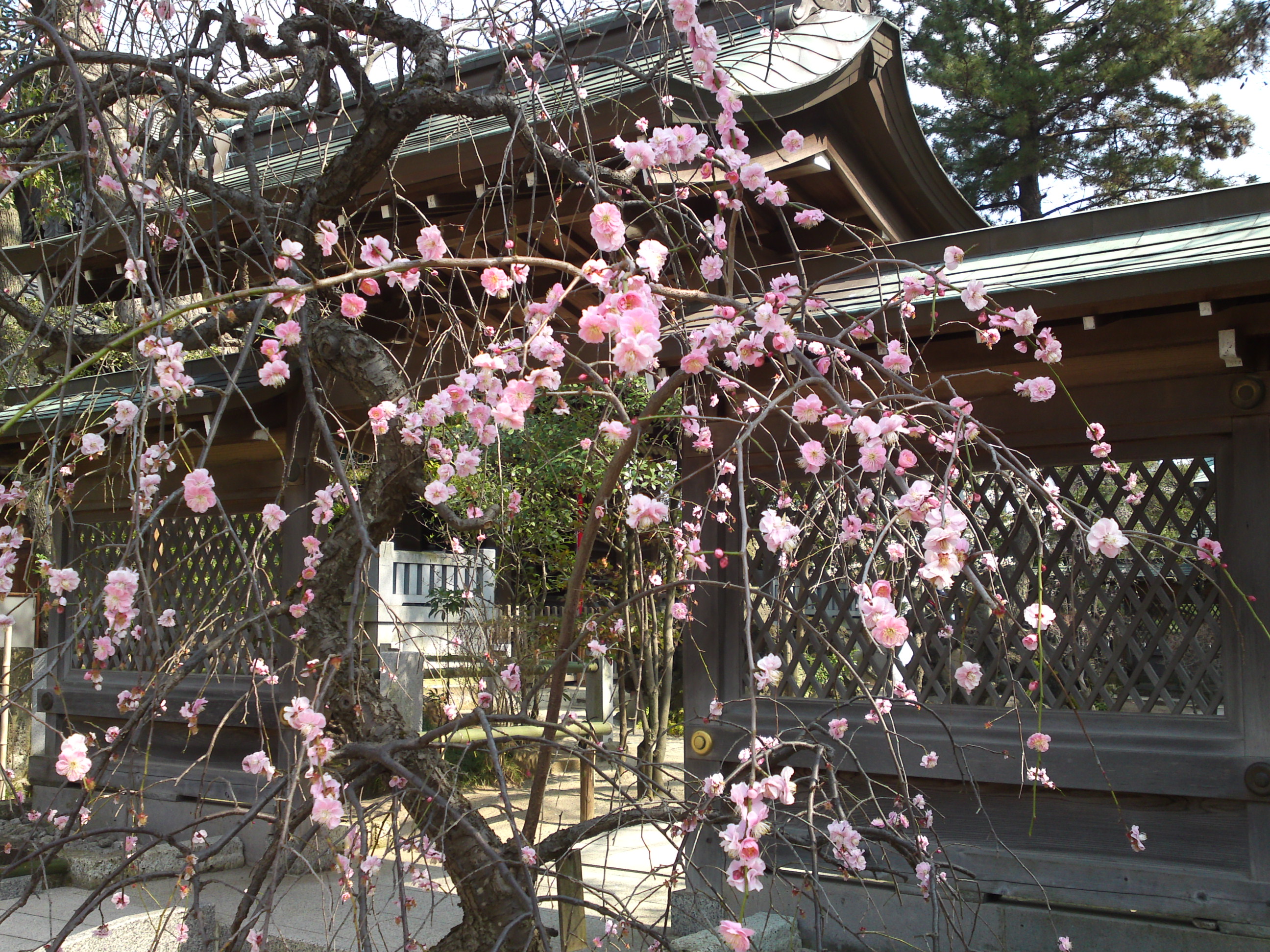 白幡天神社のピンクの梅の花