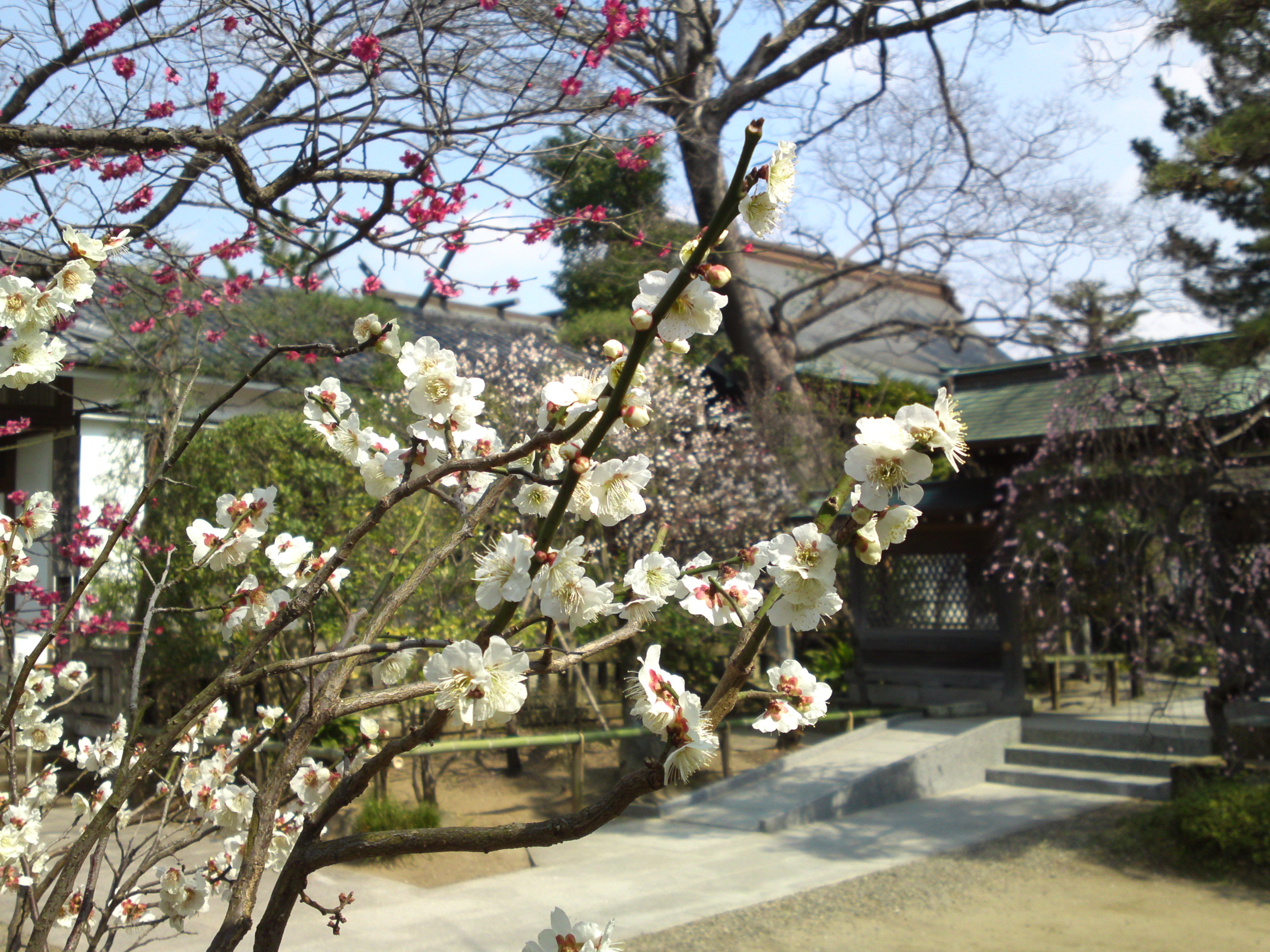 白幡天神社も咲く白梅