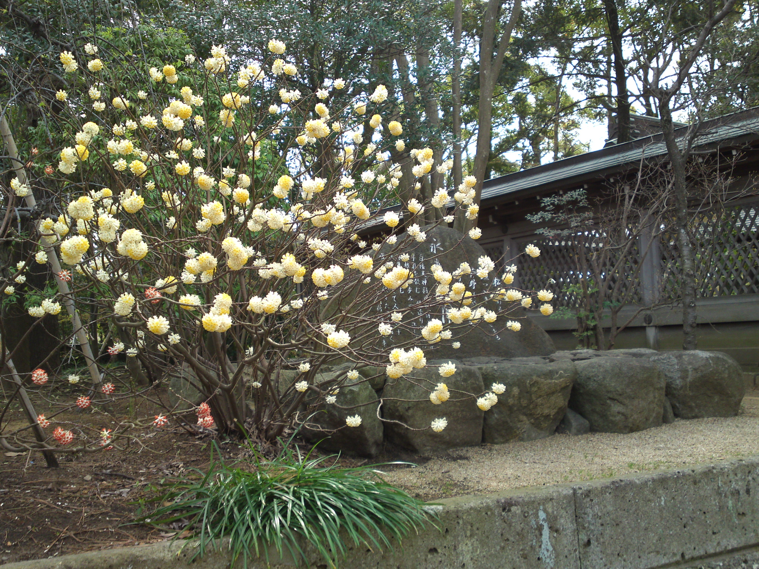 白幡天神社に置かれた永井荷風の歌碑