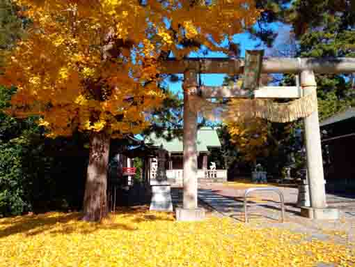 令和３年秋鹿骨鹿島神社の紅葉２