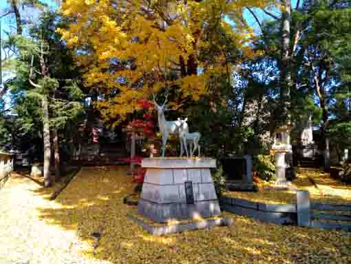 令和３年秋鹿骨鹿島神社の紅葉３