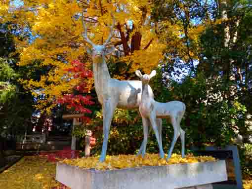 令和３年秋鹿骨香取神社鹿と落ち葉