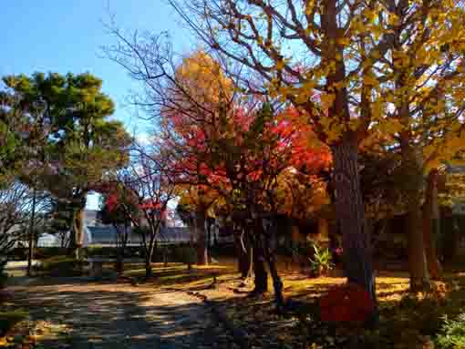 令和３年鹿骨五丁目グリーン広場の紅葉１