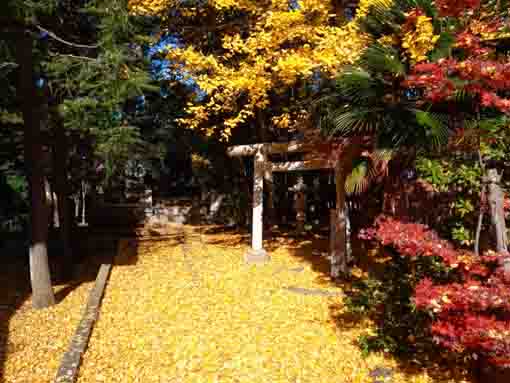 令和３年秋鹿骨鹿島神社の紅葉５