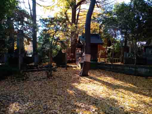 令和３年秋鹿骨鹿島神社の紅葉６