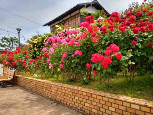 令和３年鹿骨花公園に咲くバラの花⑦