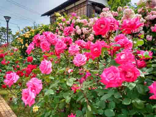 令和３年鹿骨花公園に咲くバラの花⑧