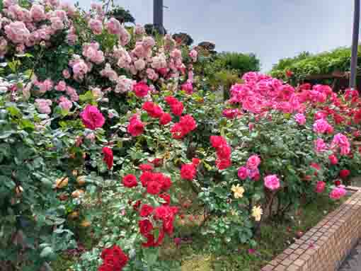 令和３年鹿骨花公園に咲くバラの花⑥