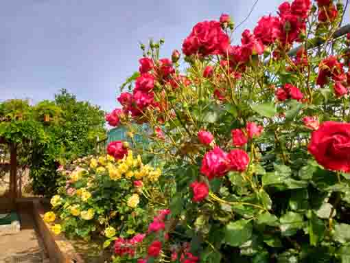 令和３年鹿骨花公園に咲くバラの花⑩