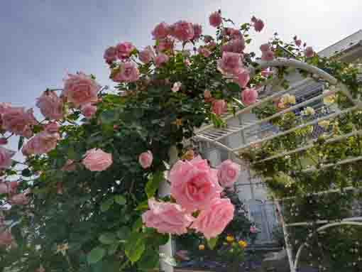 令和３年鹿骨花公園に咲くバラの花①