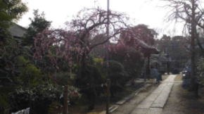 Plam blossoms and Yonsoku-mon