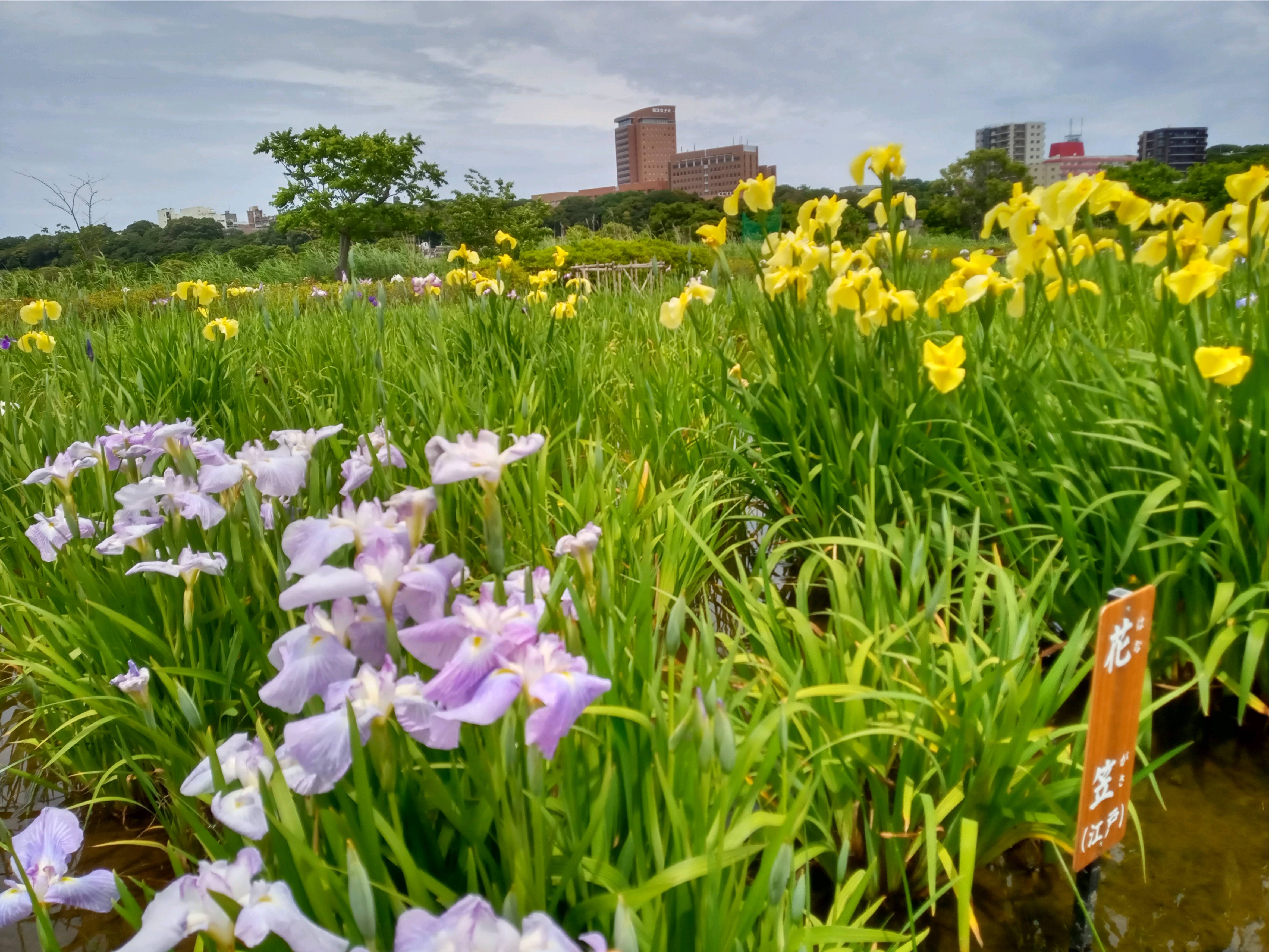 令和５年小岩菖蒲園に咲く菖蒲の花１