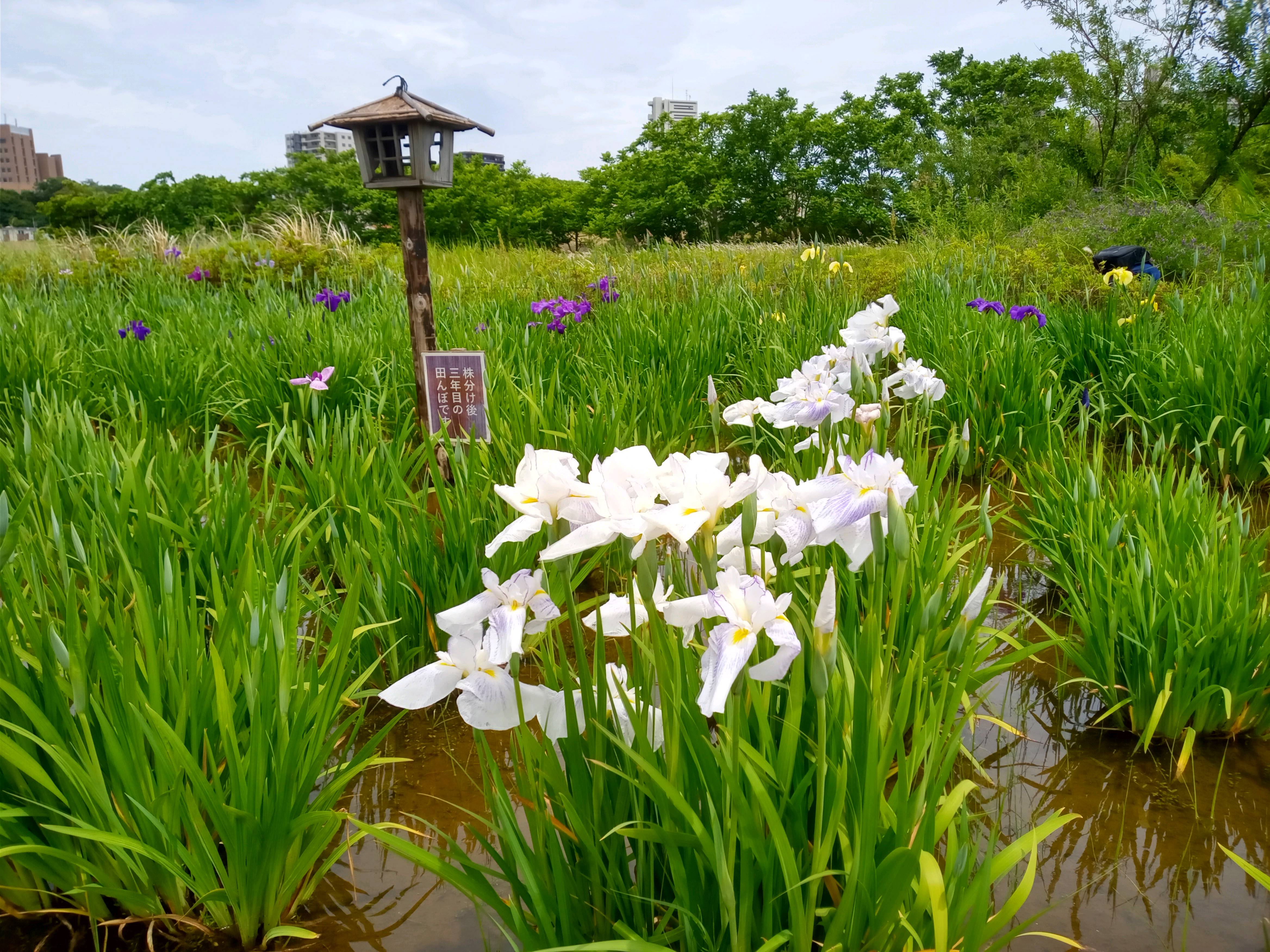 令和５年小岩菖蒲園に咲く菖蒲の花２