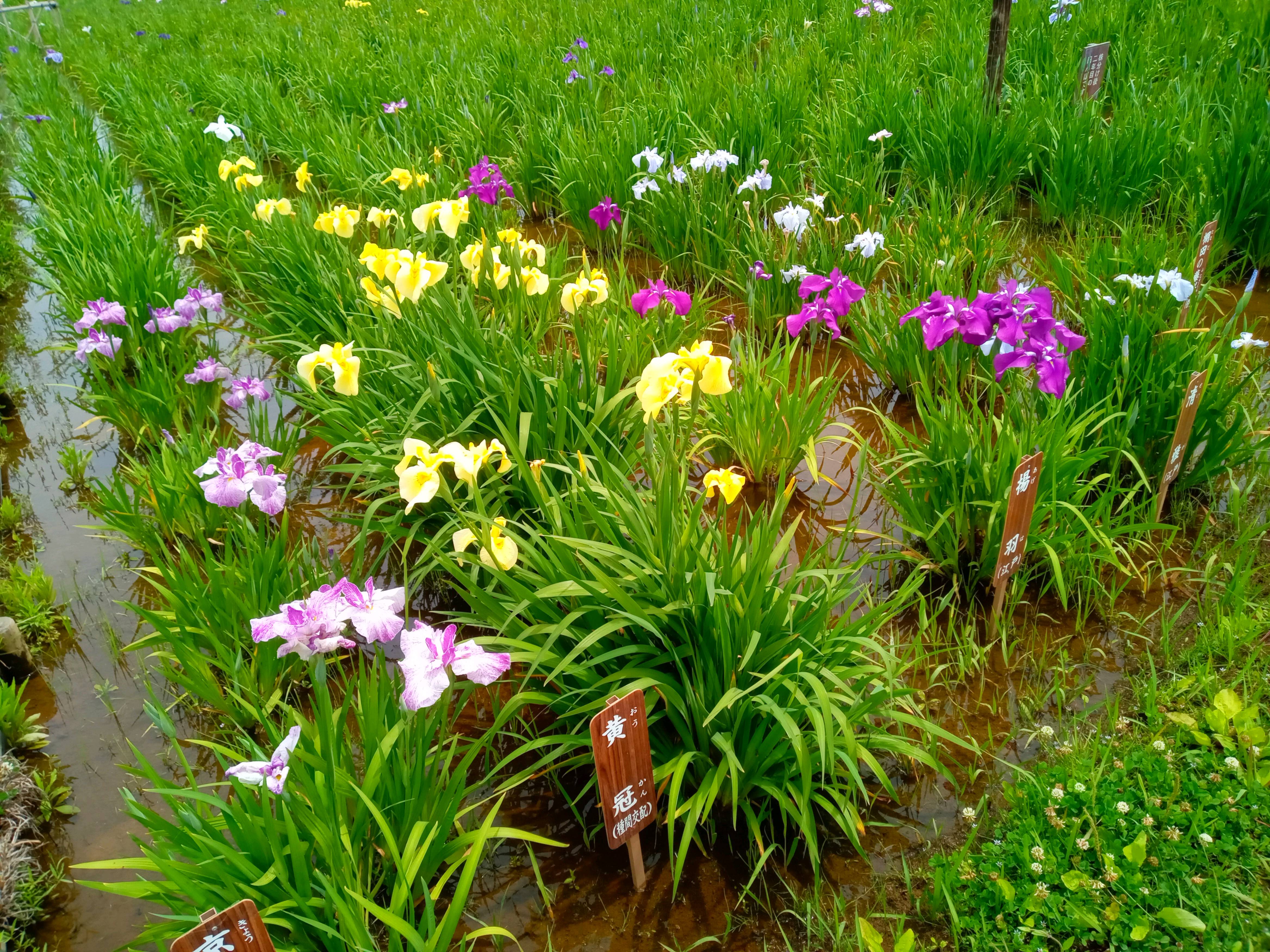 令和５年小岩菖蒲園に咲く菖蒲の花３