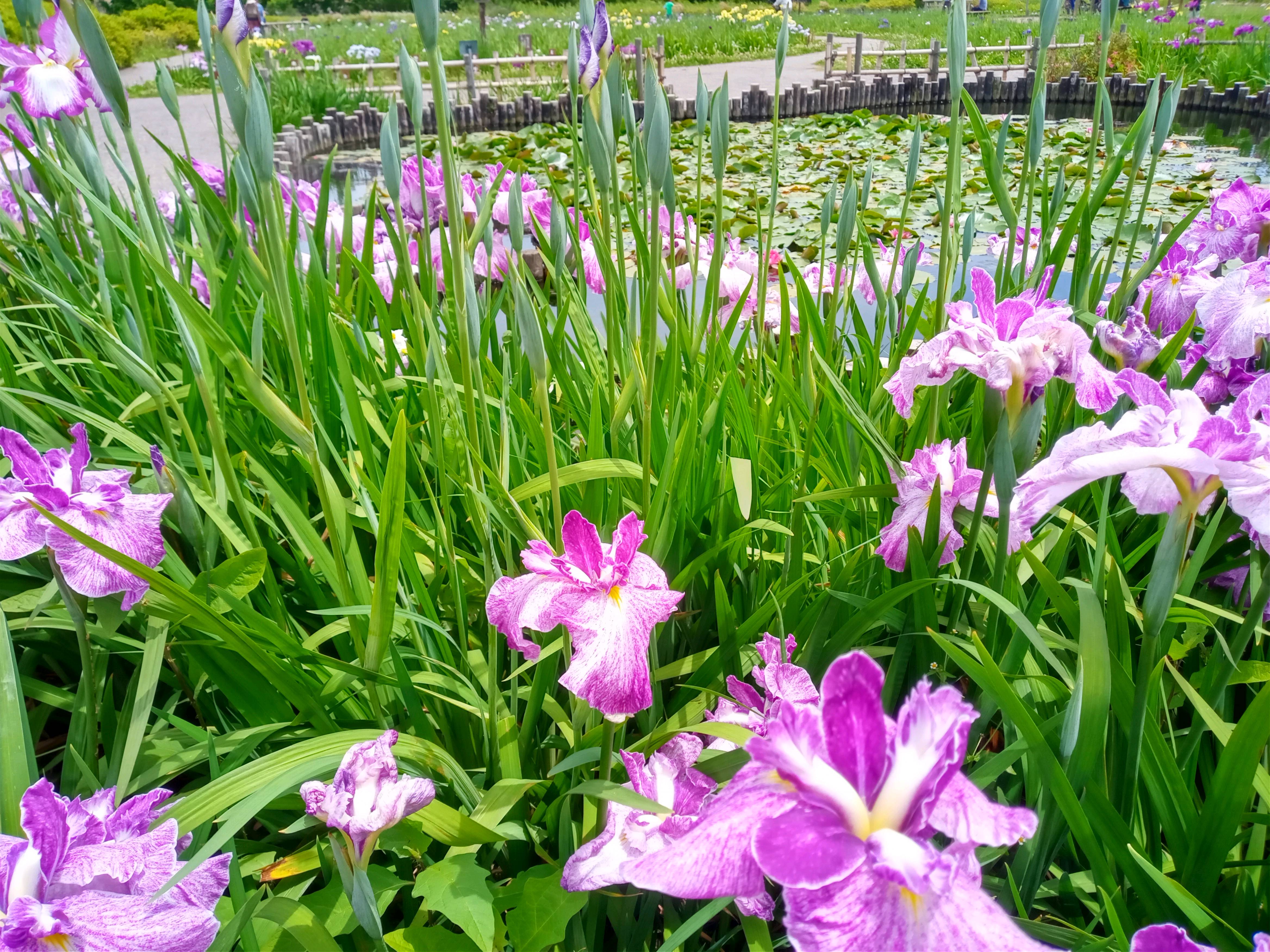 令和５年小岩菖蒲園に咲く菖蒲の花４