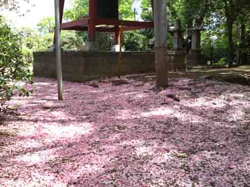 唱行寺鐘楼堂の周りに広がる花びらの絨毯