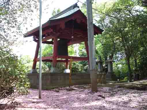 今島山唱行寺牡丹桜の花びらの絨毯