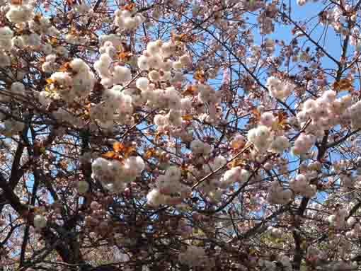 cherry blossoms like roses