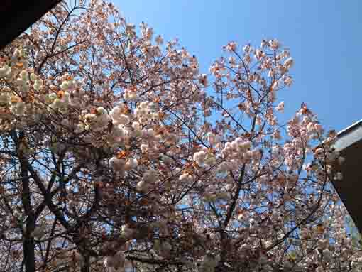 青空に咲く唱行寺牡丹桜