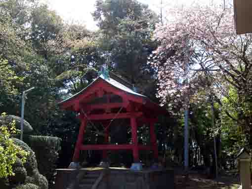 唱行寺鐘楼堂を覆う牡丹桜の花