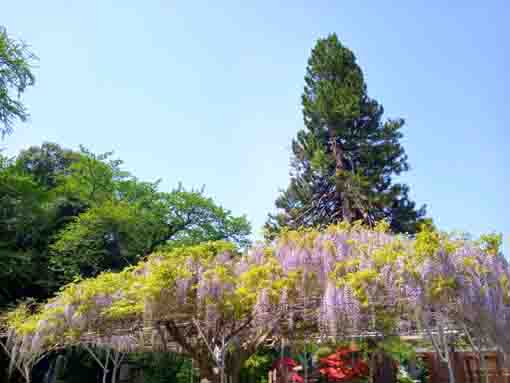 令和３年今島山唱行寺に咲く藤の花�B