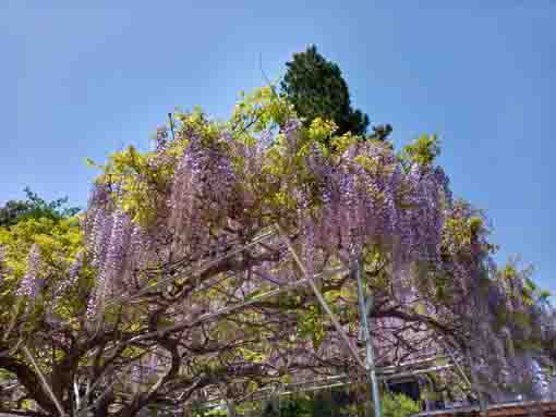 令和３年今島山唱行寺に咲く藤の花�C