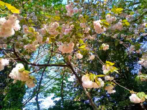 風に揺れる唱行寺の牡丹桜１