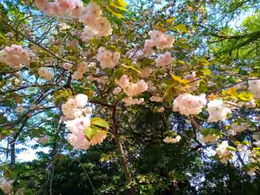 風に揺れる唱行寺の牡丹桜２