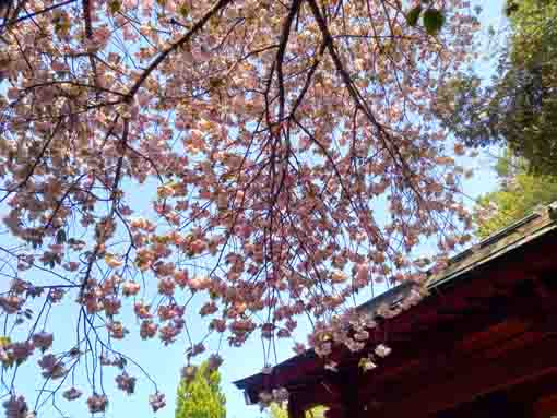 天高く咲く唱行寺の八重桜１