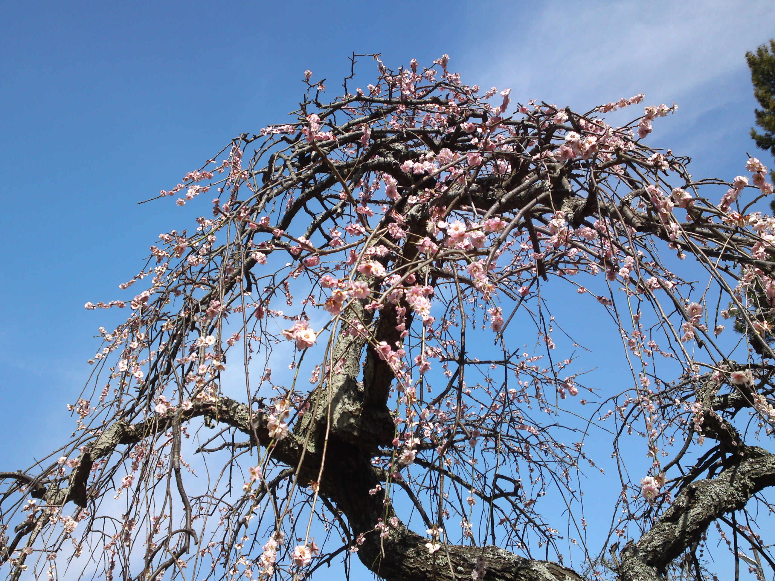 2015年今島山唱行寺に咲くしだれ桜１
