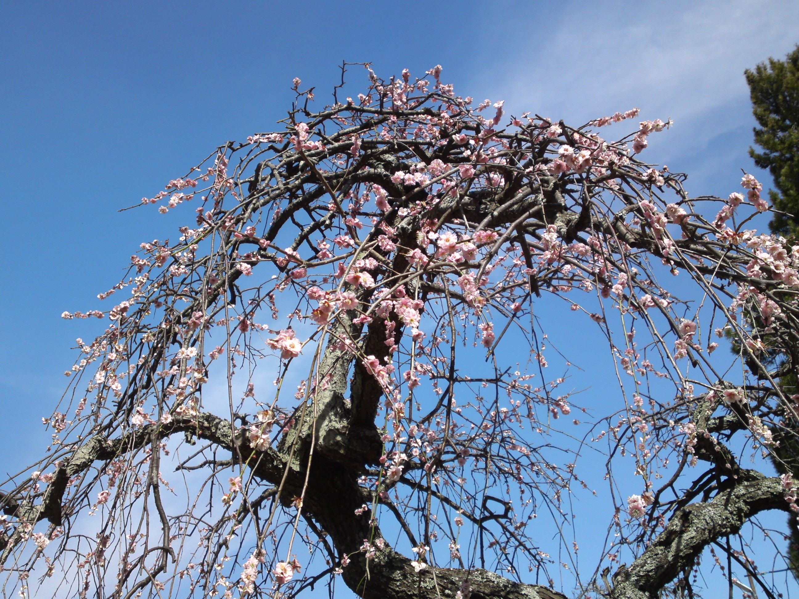 2015年今島山唱行寺に咲くしだれ桜２