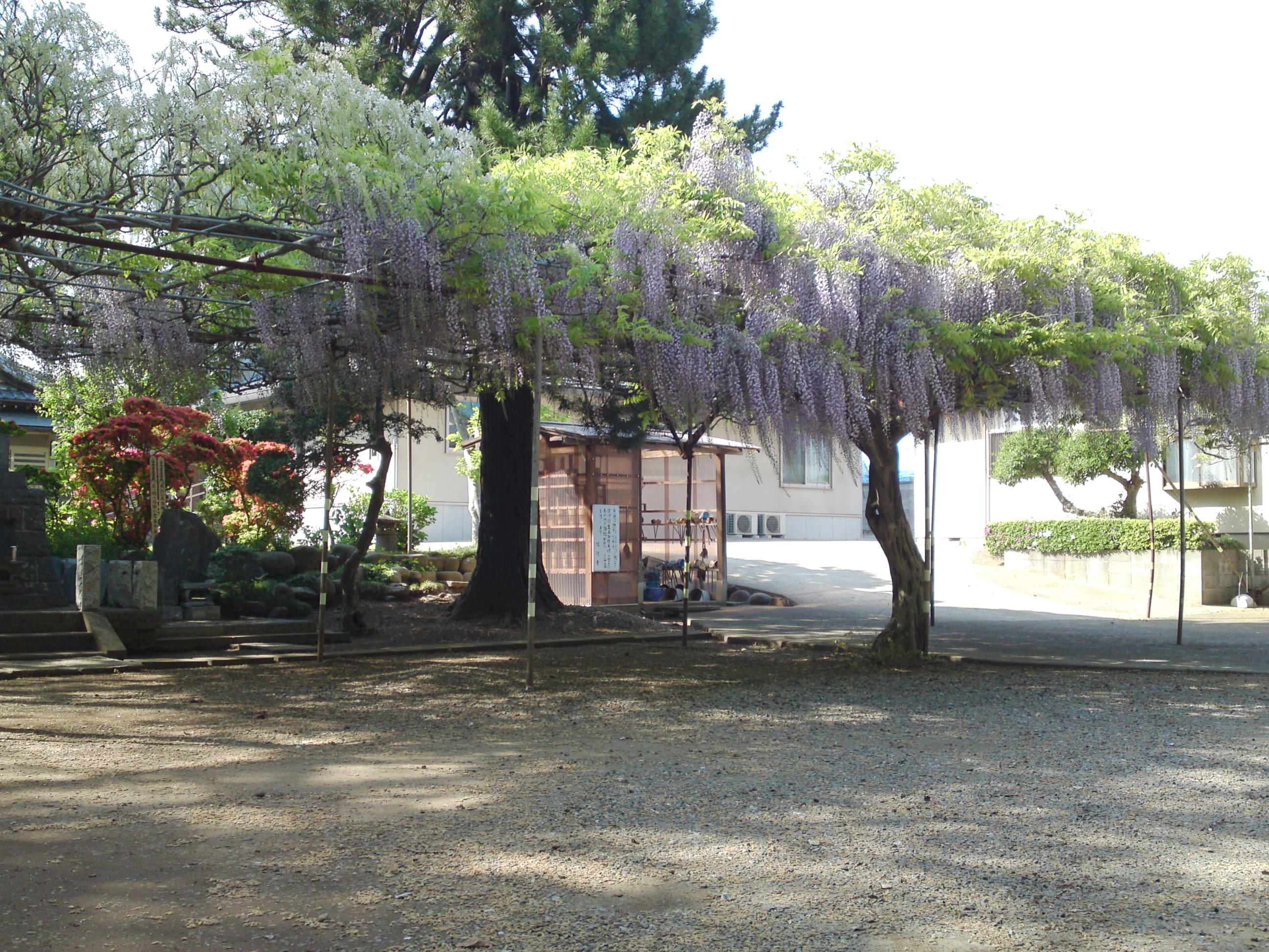 2019年今島山唱行寺に咲く藤の花１