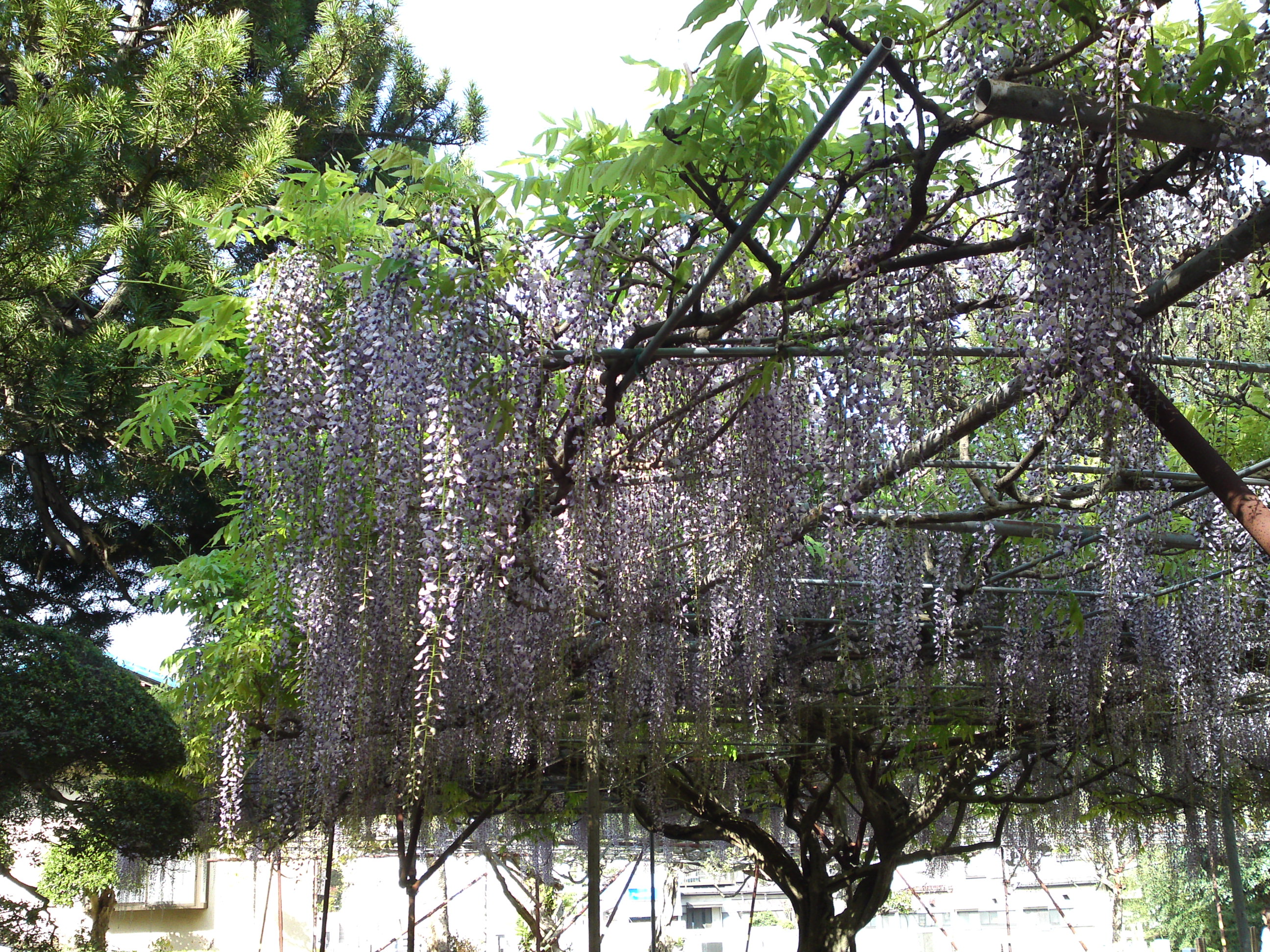 2019年今島山唱行寺に咲く藤の花５
