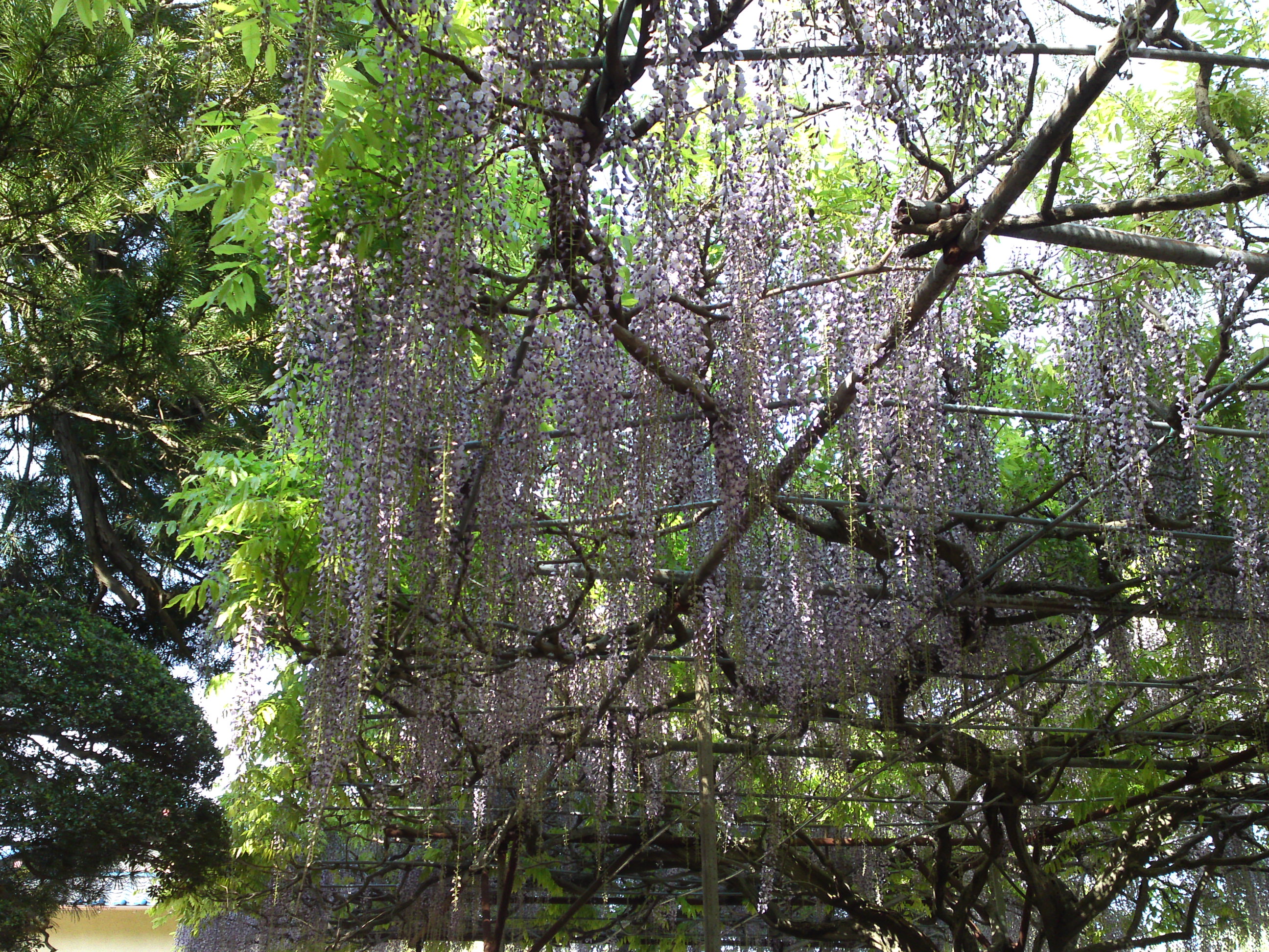 2019年今島山唱行寺に咲く藤の花１０
