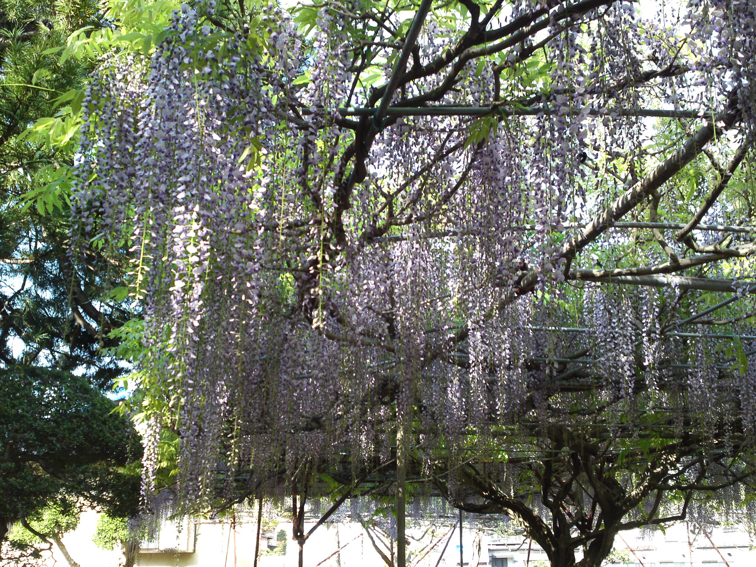 2019年今島山唱行寺に咲く藤の花１２