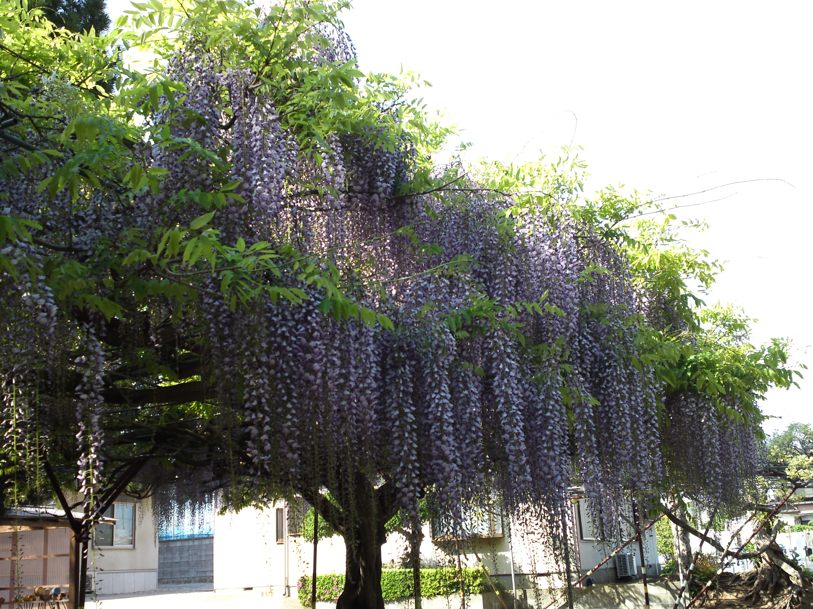 2019年今島山唱行寺に咲く藤の花１３