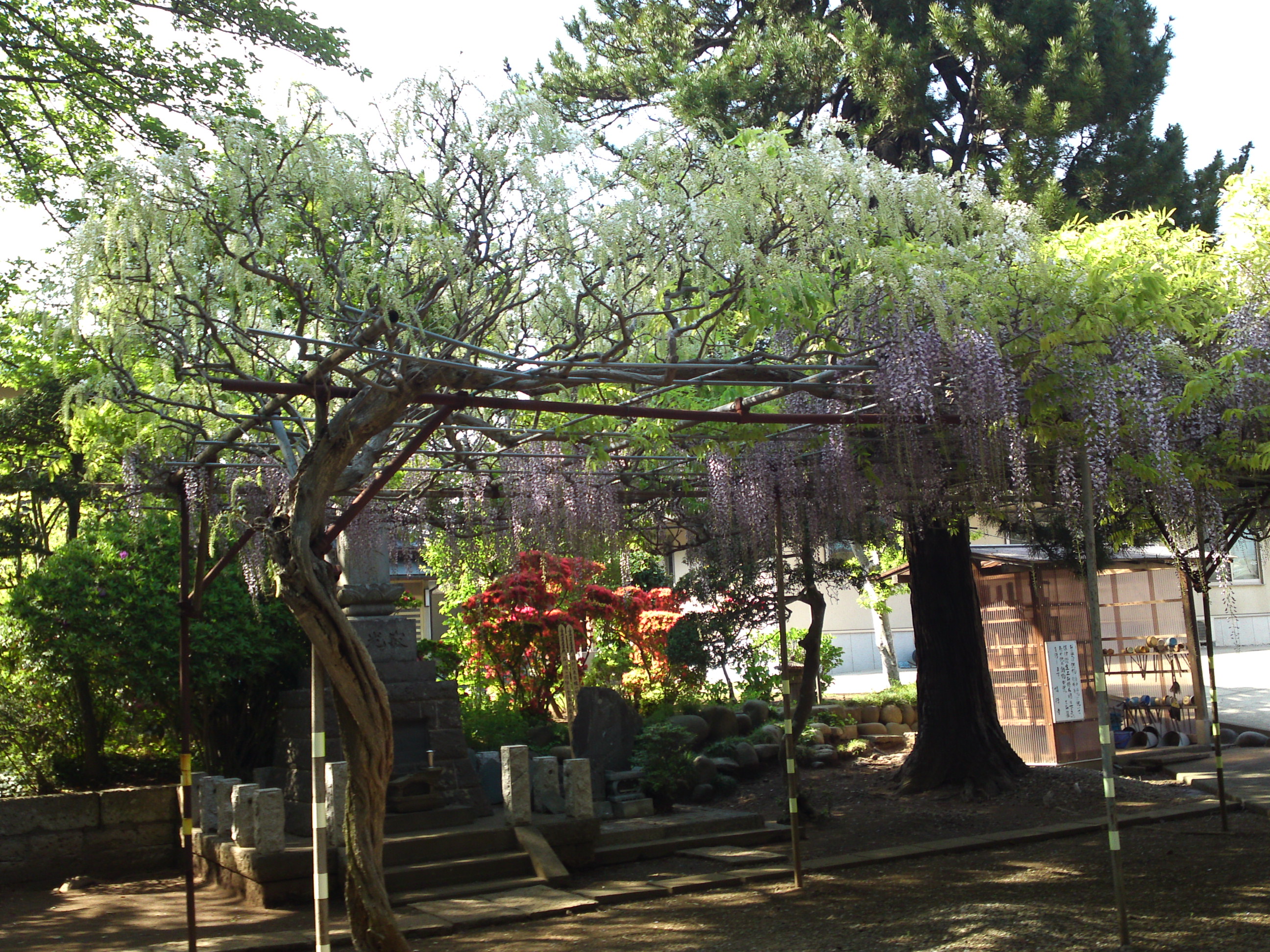 2019年今島山唱行寺に咲く藤の花１６