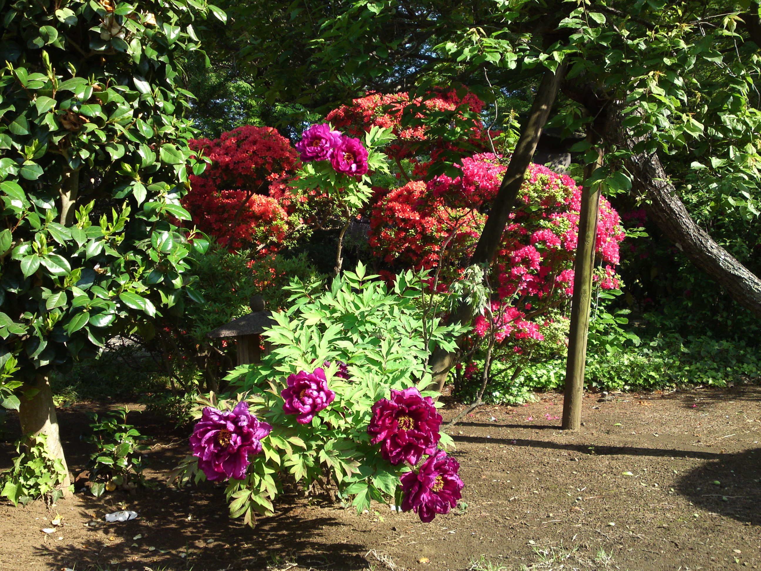 Peonies in Shogyoji Temple