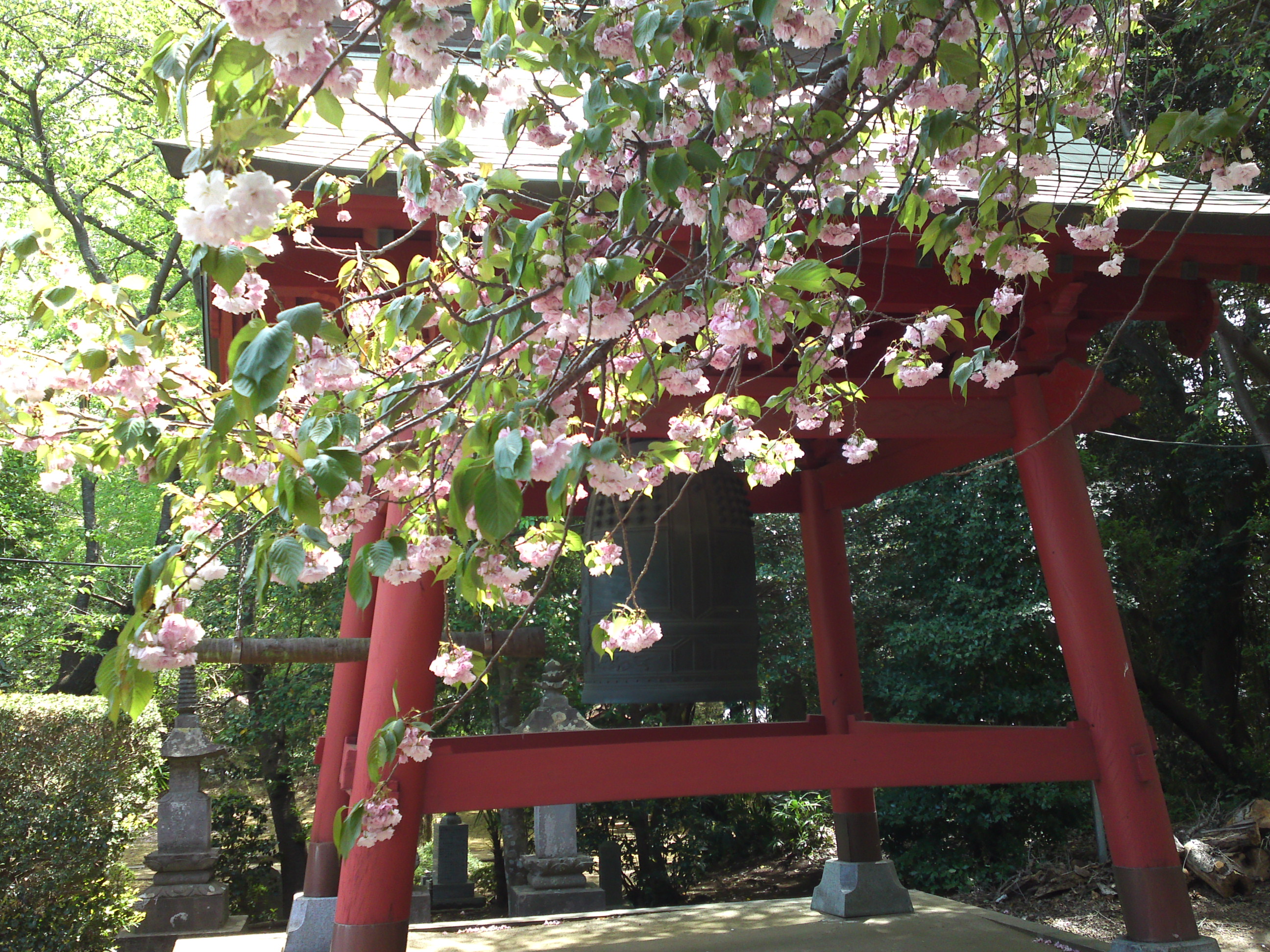 今島山唱行寺の八重桜