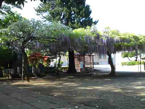 wisterias in Shogyoji Temple