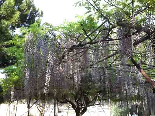 wisteria flowers in Shogyoji Temple