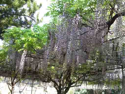wisteria blossoms in Shogyoji Temple