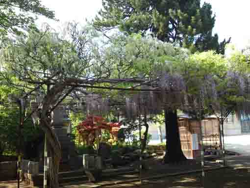 white and violet wisteria blossoms