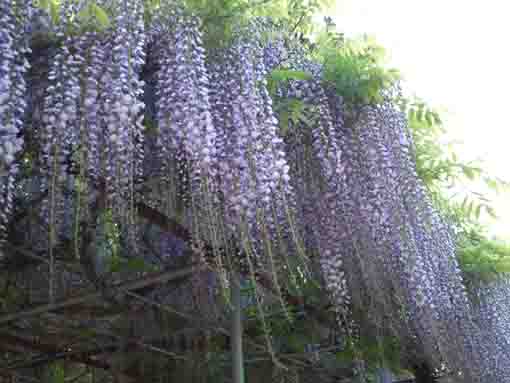 wisteria blossoms in Shogyoji