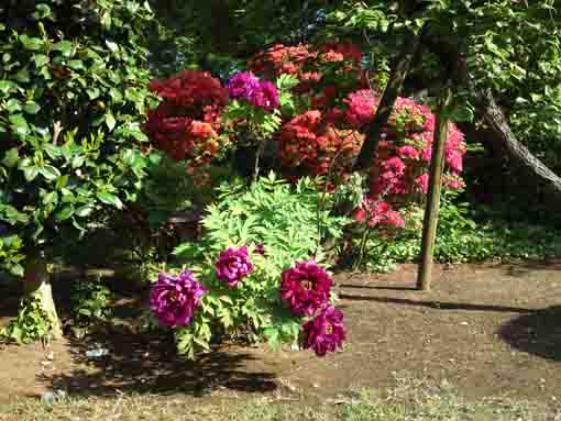 peonies and azaleas in Shogyoji Temple