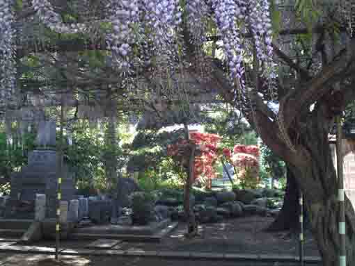 azaleas over the wisteria trellis