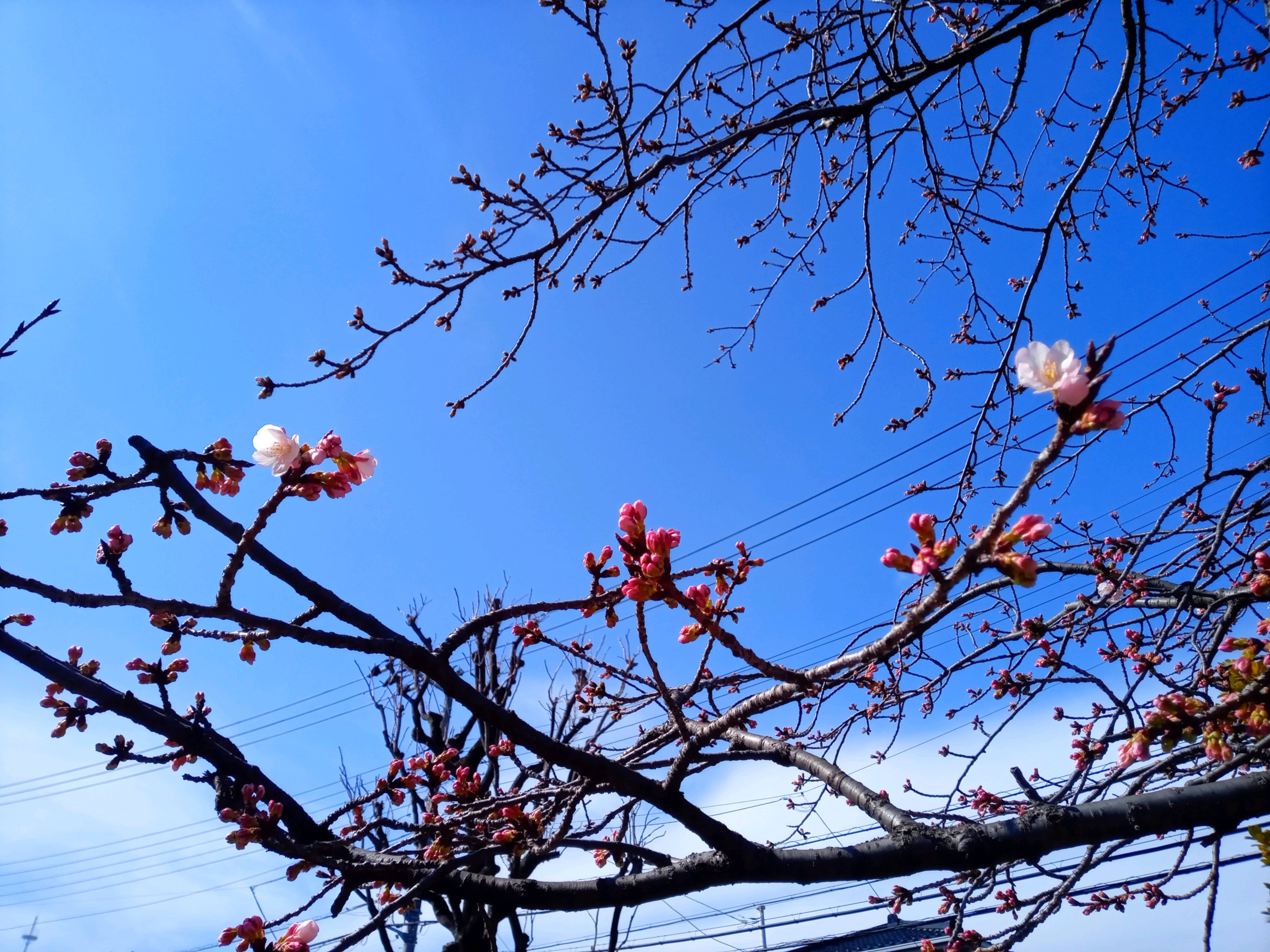 令和５年古川親水公園で開花した修善寺寒桜１